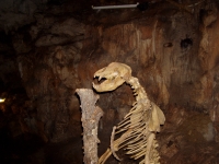 p6030020 Skeleton of a great bear found in the grotto.
