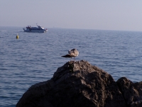 p6090011 A lazy gull and a boat