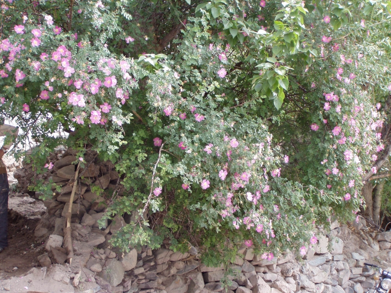 p6270362 Wild roses at Hemis