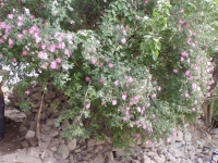 p6270362 Wild roses at Hemis