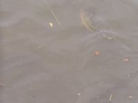 p6270390 Fishes in water