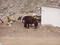 p6240129 