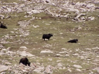 p6240176 Yaks grazing