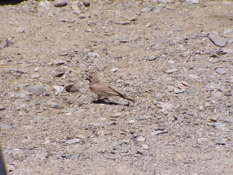 p6260308 A Finch at Pangong.