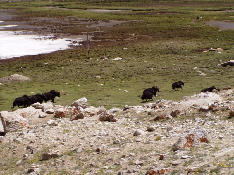 p6260318 and the Yaks