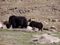 p6260276 Yaks grazing