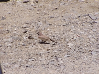 p6260308 A Finch at Pangong.