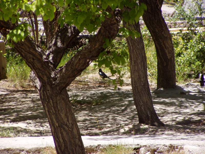 p6220023 Trying to catch a Magpie at the camp